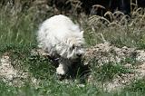WESTIE 261